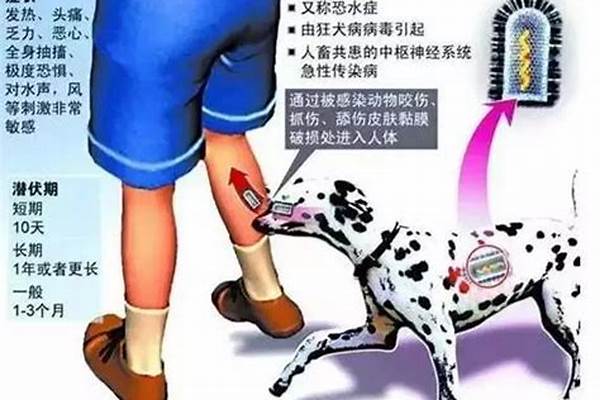 关于狂犬病的传播途径