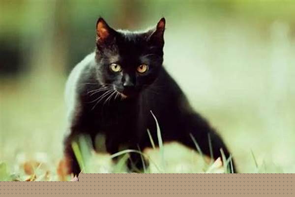 有一种猫是黑色尾巴的,看起来很矫健,叫什