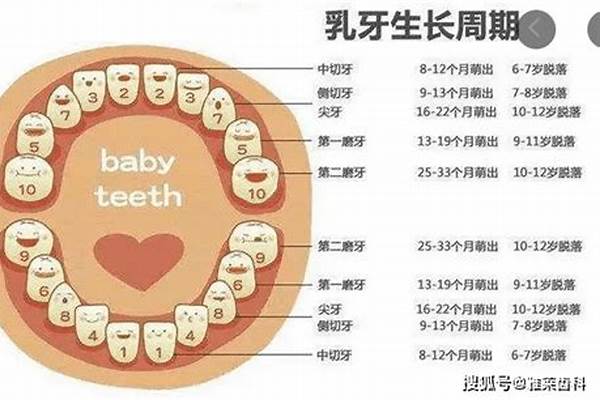 灯谜哪颗牙最后长出来