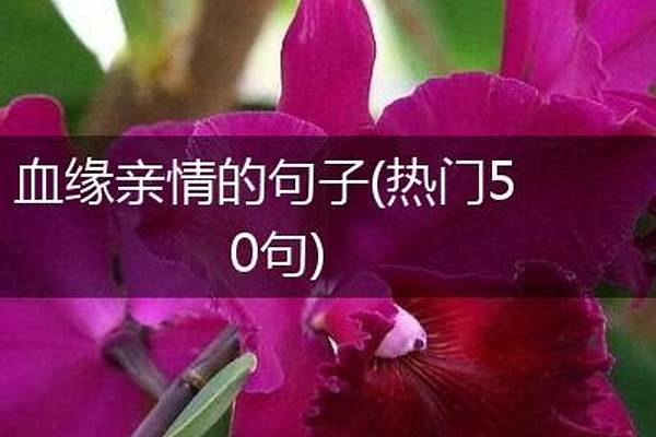 血缘亲情的感悟